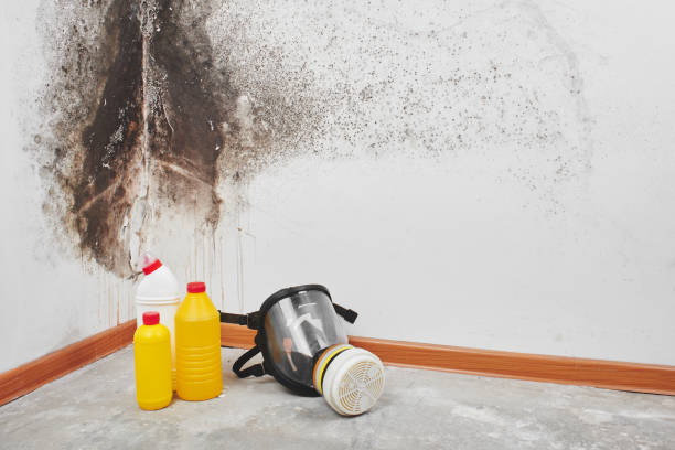 Certified Mold Removal in Attica, MI