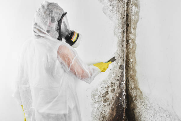 Best Mold Cleaning Services  in Attica, MI