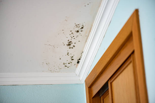 Best Fast Mold Removal  in Attica, MI