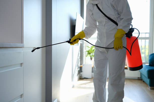 Best Local Mold Removal Service  in Attica, MI