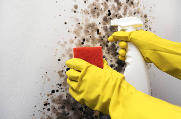 Best Office Mold Removal Services  in Attica, MI