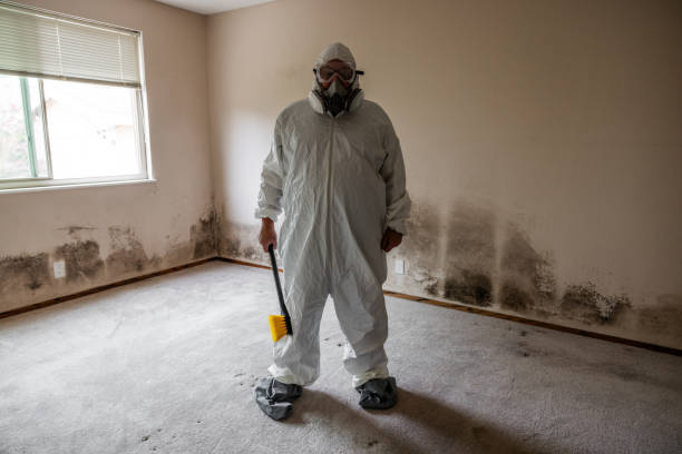 Best Mold Cleaning Services  in Attica, MI