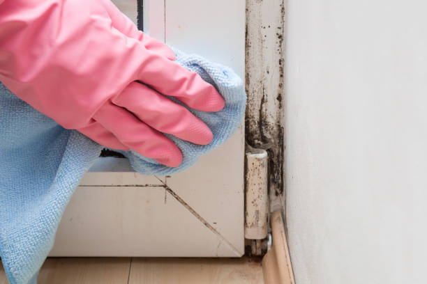 Best Emergency Mold Removal  in Attica, MI