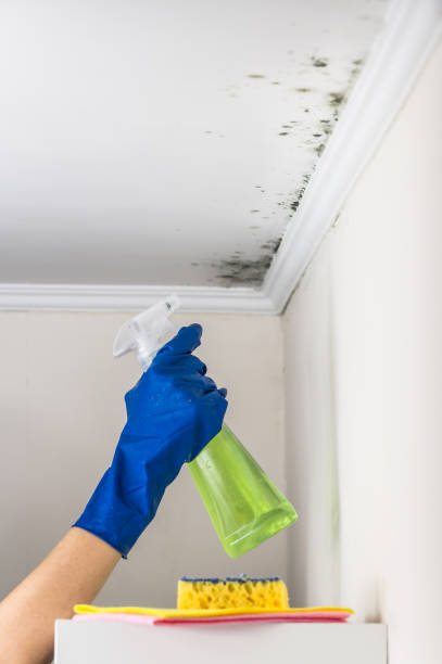 Best Mold Removal and Inspection  in Attica, MI